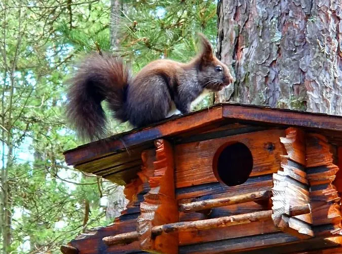 Sumska Jagoda Nyaraló Kaludjerske Bare